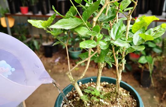 茉莉花怎么养护才能开花爆盆