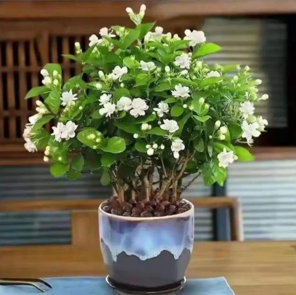 茉莉花怎么养护才能开花爆盆