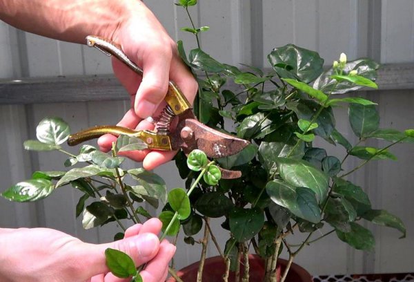茉莉花怎么养护才能开花爆盆