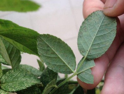 蔷薇花叶子发白怎么办 蔷薇花叶子发白的救治办法