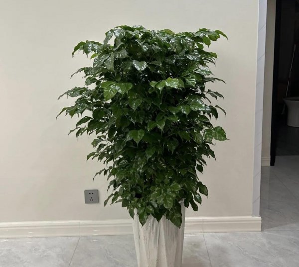 有哪些树能开花