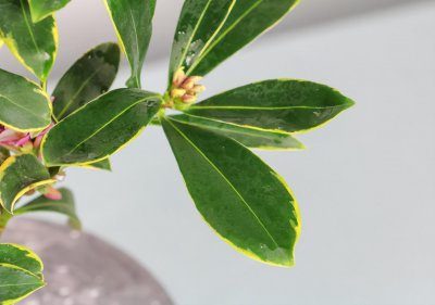 瑞香花怎么养才开花 有关瑞香花开养殖的方法