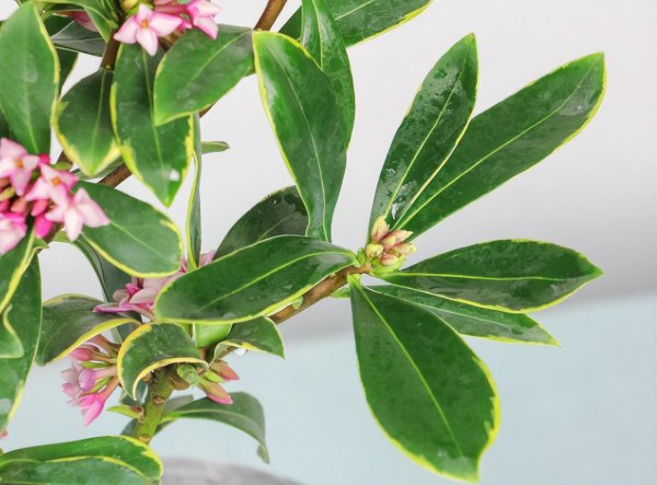 瑞香花怎么养才开花