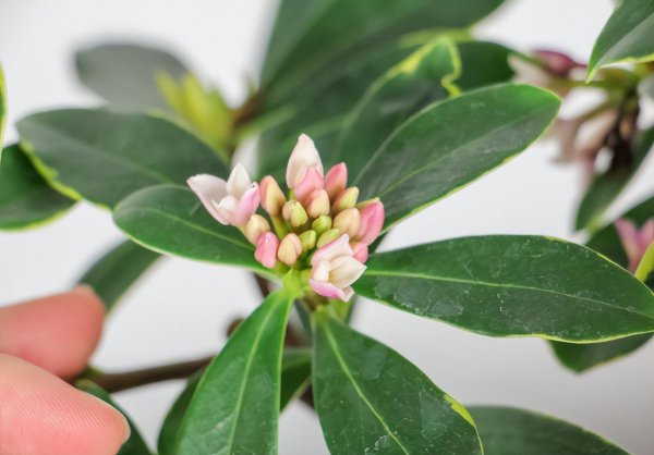 瑞香花怎么养才开花