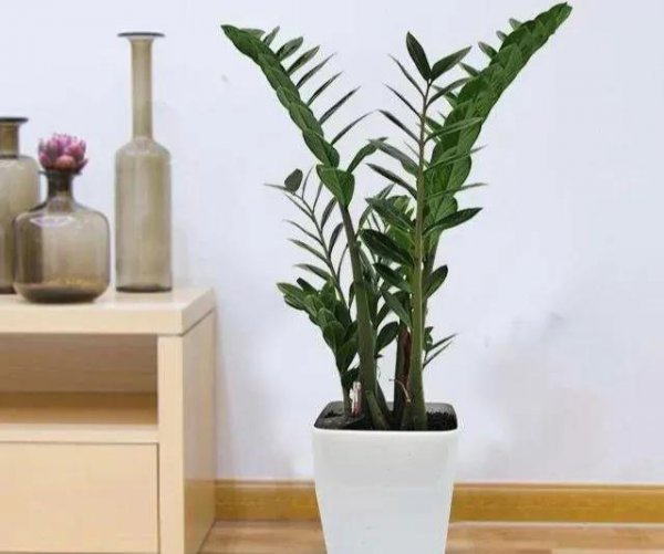 养哪些花能招财改运