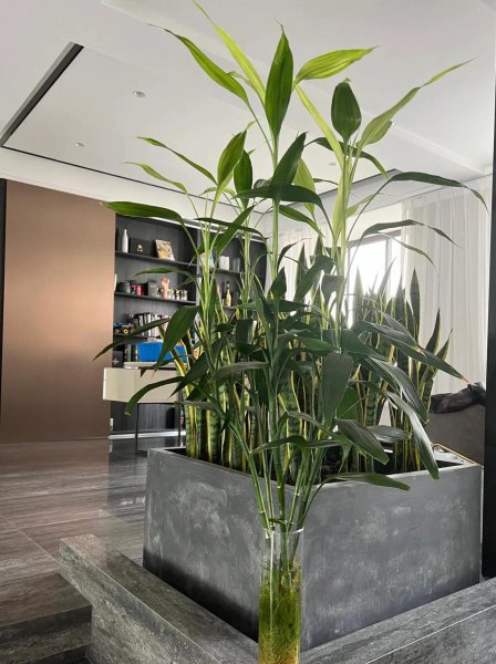 养哪些花能招财改运