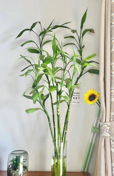 养哪些花能招财改运