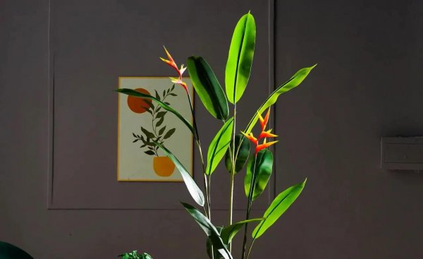 养哪些花能招财改运