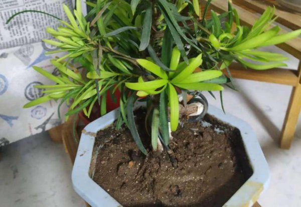 有哪些土不适合养花