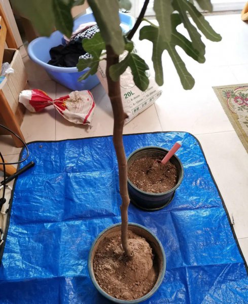有哪些土不适合养花