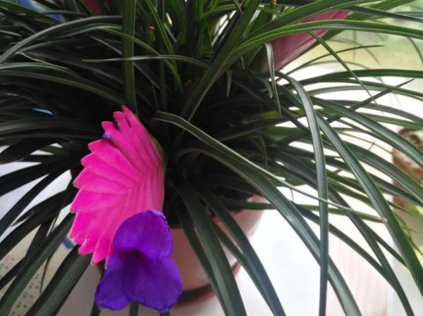 铁兰怎样养才能开花