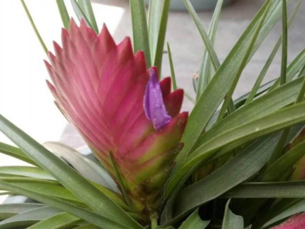 铁兰怎样养才能开花