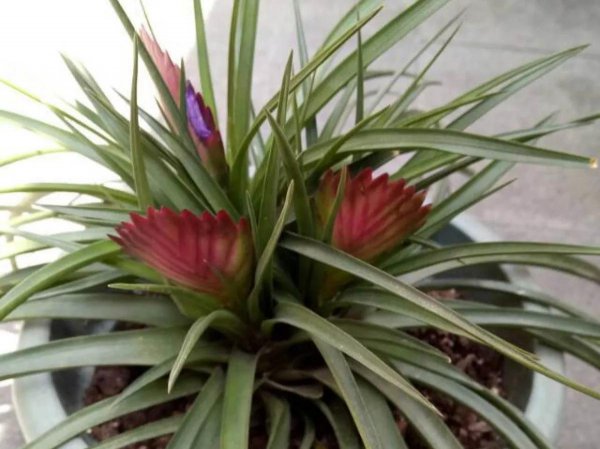 铁兰怎样养才能开花