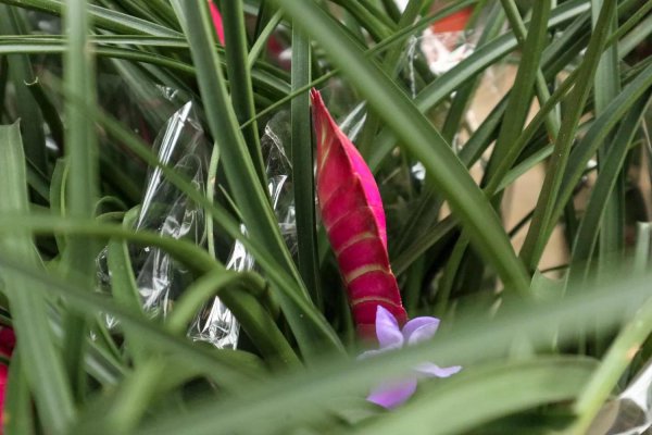 铁兰怎样养才能开花