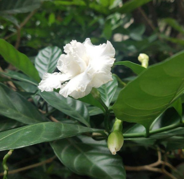 狗牙花室内怎么养