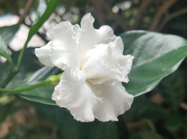 狗牙花室内怎么养