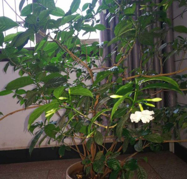 狗牙花室内怎么养