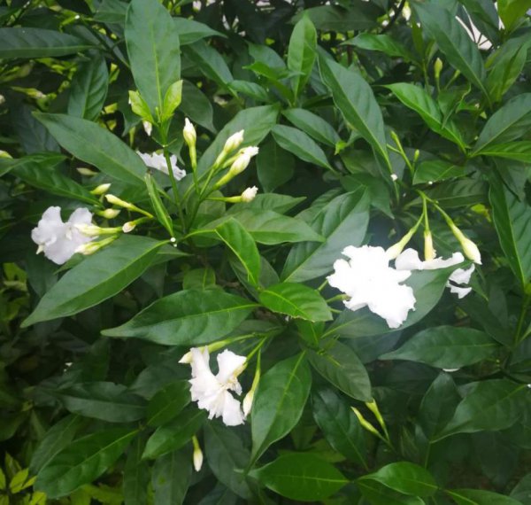 狗牙花室内怎么养