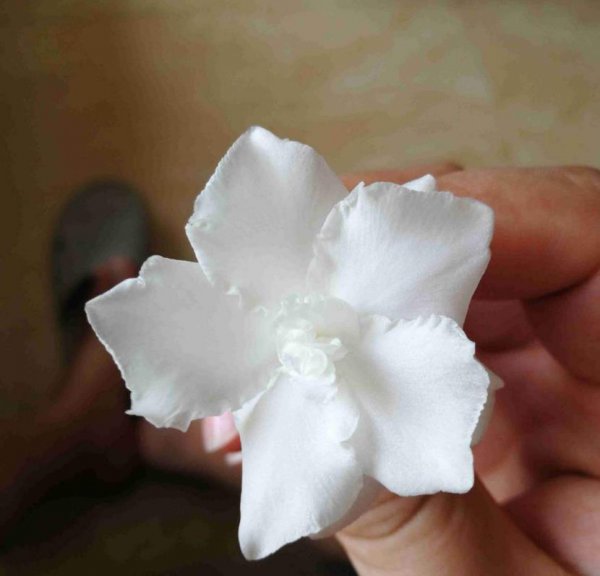 狗牙花室内怎么养