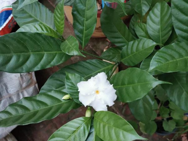 狗牙花室内怎么养