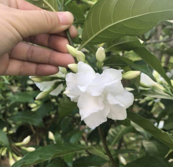 狗牙花室内怎么养