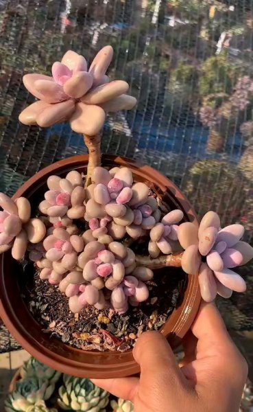 秋天桃蛋怎么养