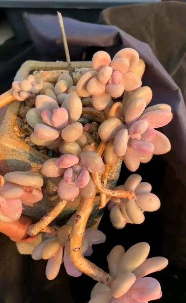 秋天桃蛋怎么养