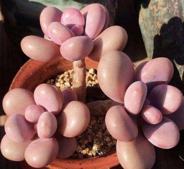 秋天桃蛋怎么养