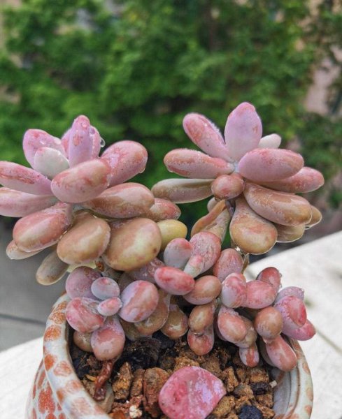 秋天桃蛋怎么养