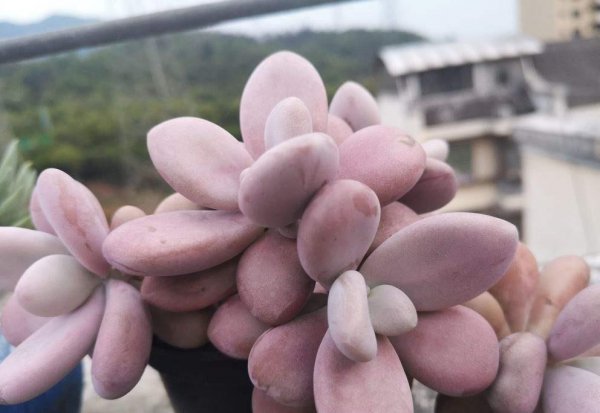 秋天桃蛋怎么养
