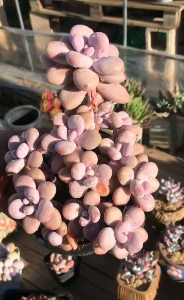 秋天桃蛋怎么养