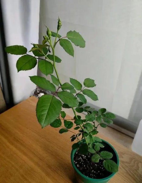 购买月季花怎么进行挑选