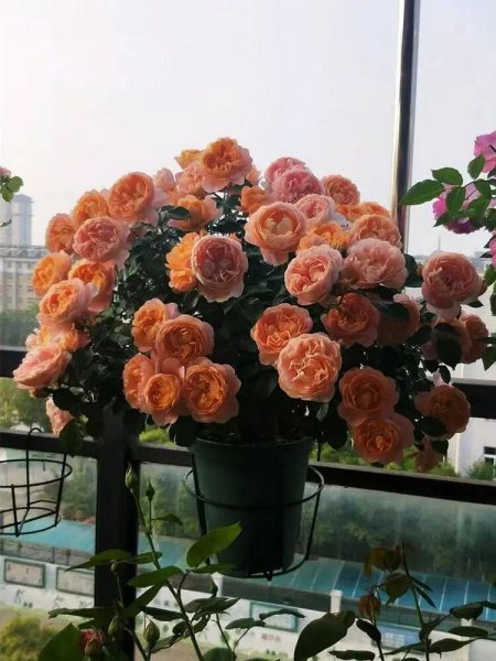 购买月季花怎么进行挑选