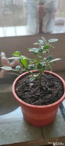 购买月季花怎么进行挑选