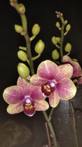 蝴蝶花多久开花 有关蝴蝶花花期介绍