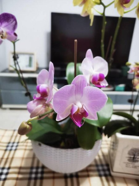 蝴蝶花多久开花