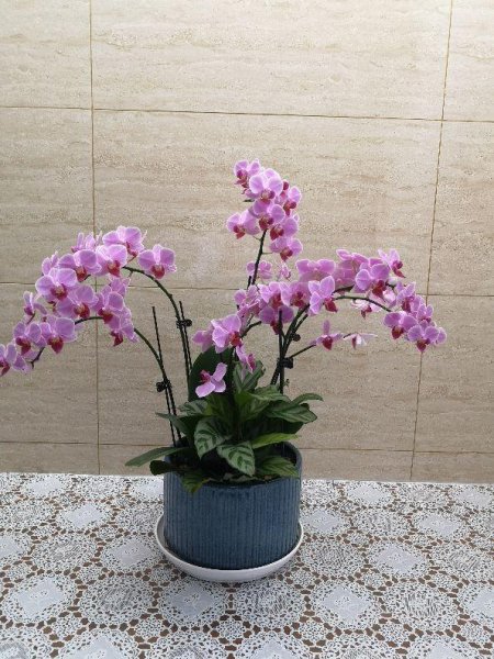 蝴蝶花多久开花