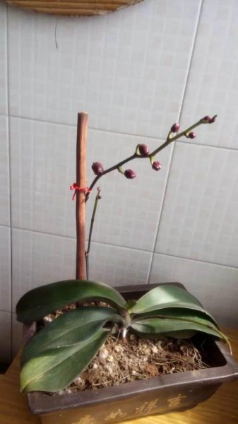 蝴蝶花多久开花