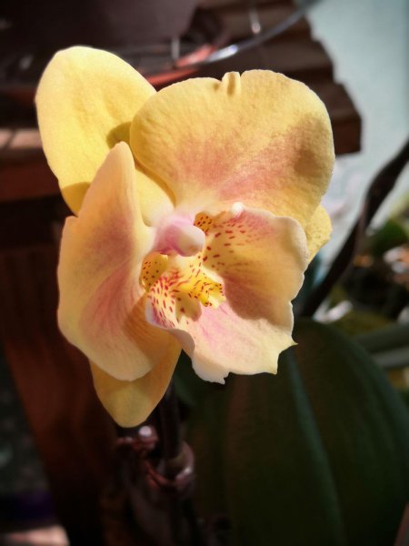 蝴蝶花多久开花