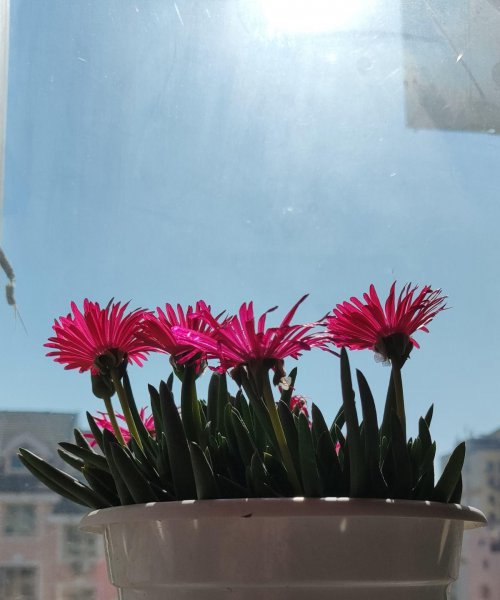 植物到花期不开花怎么办