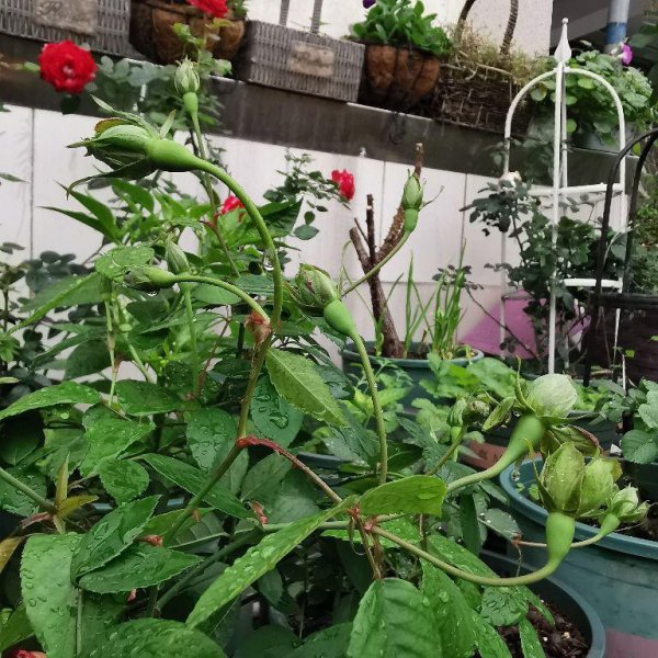 植物到花期不开花怎么办