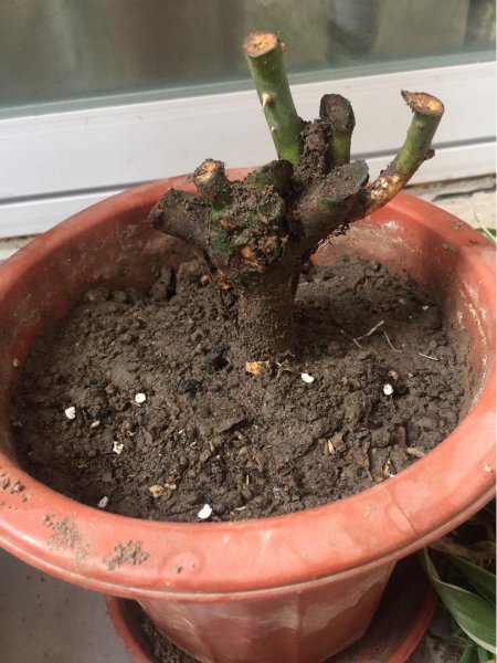 植物到花期不开花怎么办