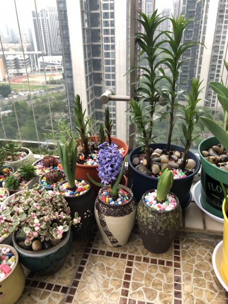 植物到花期不开花怎么办