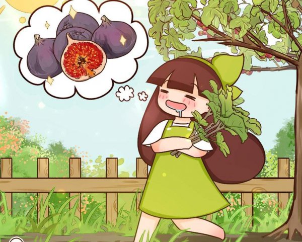 购买无花果怎么挑选