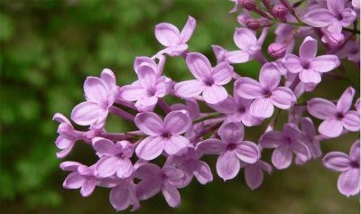 丁香花如何栽培才能开花 丁香花的种植养护方法