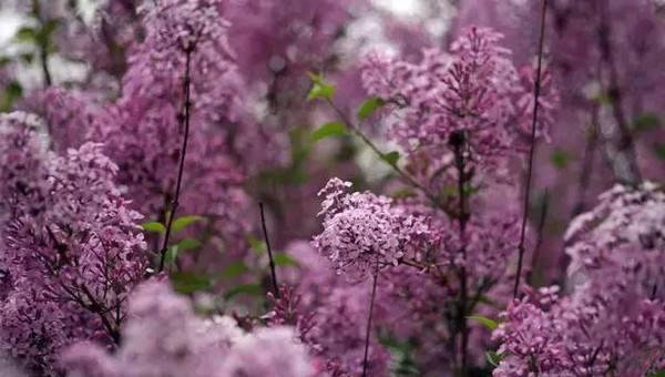 丁香花如何栽培才能开花