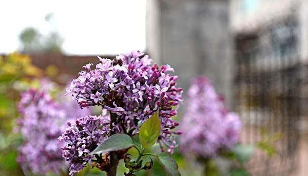 丁香花如何栽培才能开花