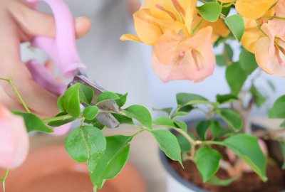 三角梅和杜鹃花有什么区别 有关两者差异介绍
