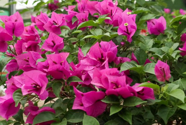 三角梅和杜鹃花有什么区别