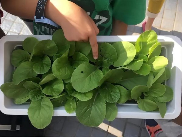 春天阳台上适合种什么菜